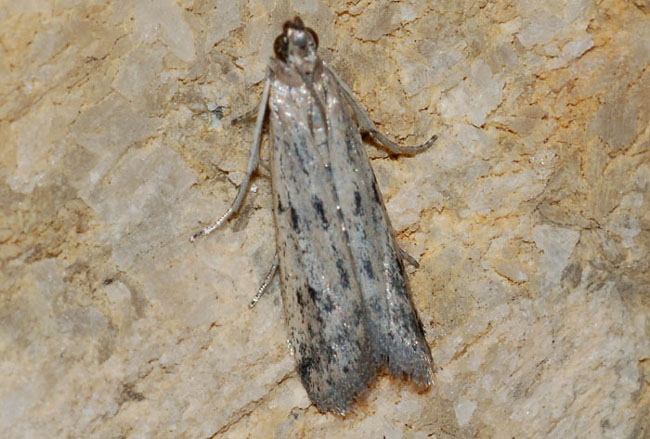 I.D. of this microlepidoptera?